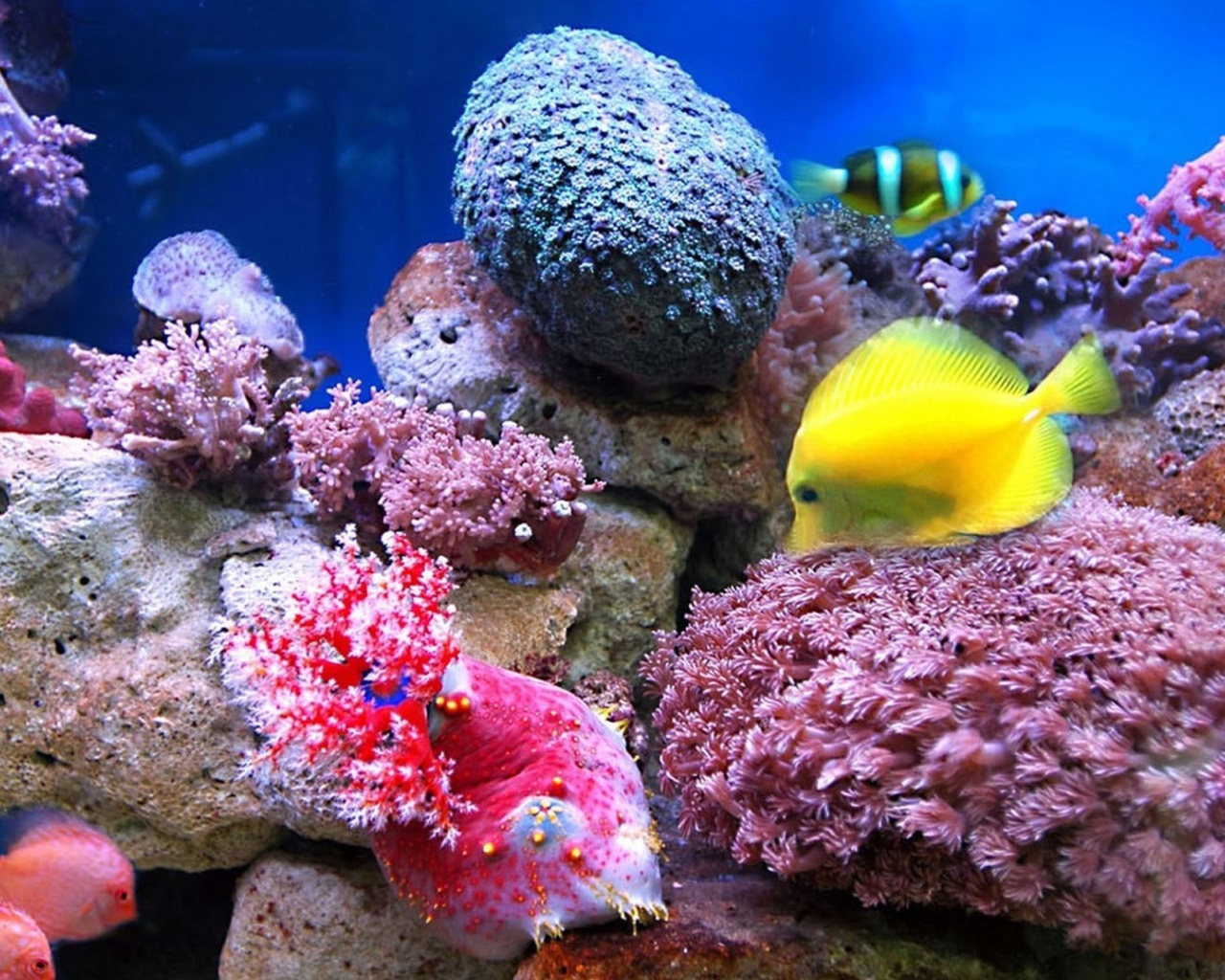 Screenshot №1 pro téma Colorful marine fishes in aquarium 1280x1024