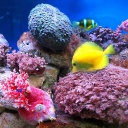 Colorful marine fishes in aquarium screenshot #1 128x128