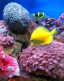 Sfondi Colorful marine fishes in aquarium 128x160