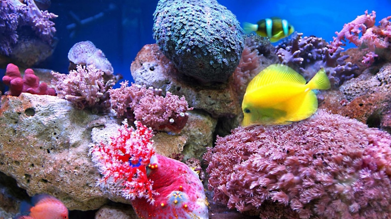 Colorful marine fishes in aquarium screenshot #1 1366x768