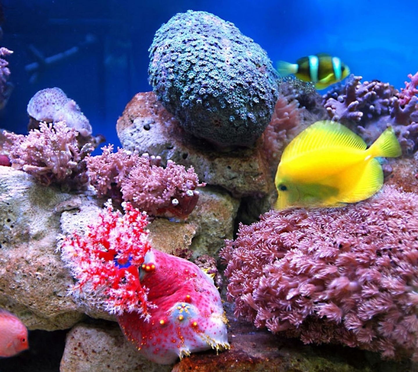 Colorful marine fishes in aquarium wallpaper 1440x1280