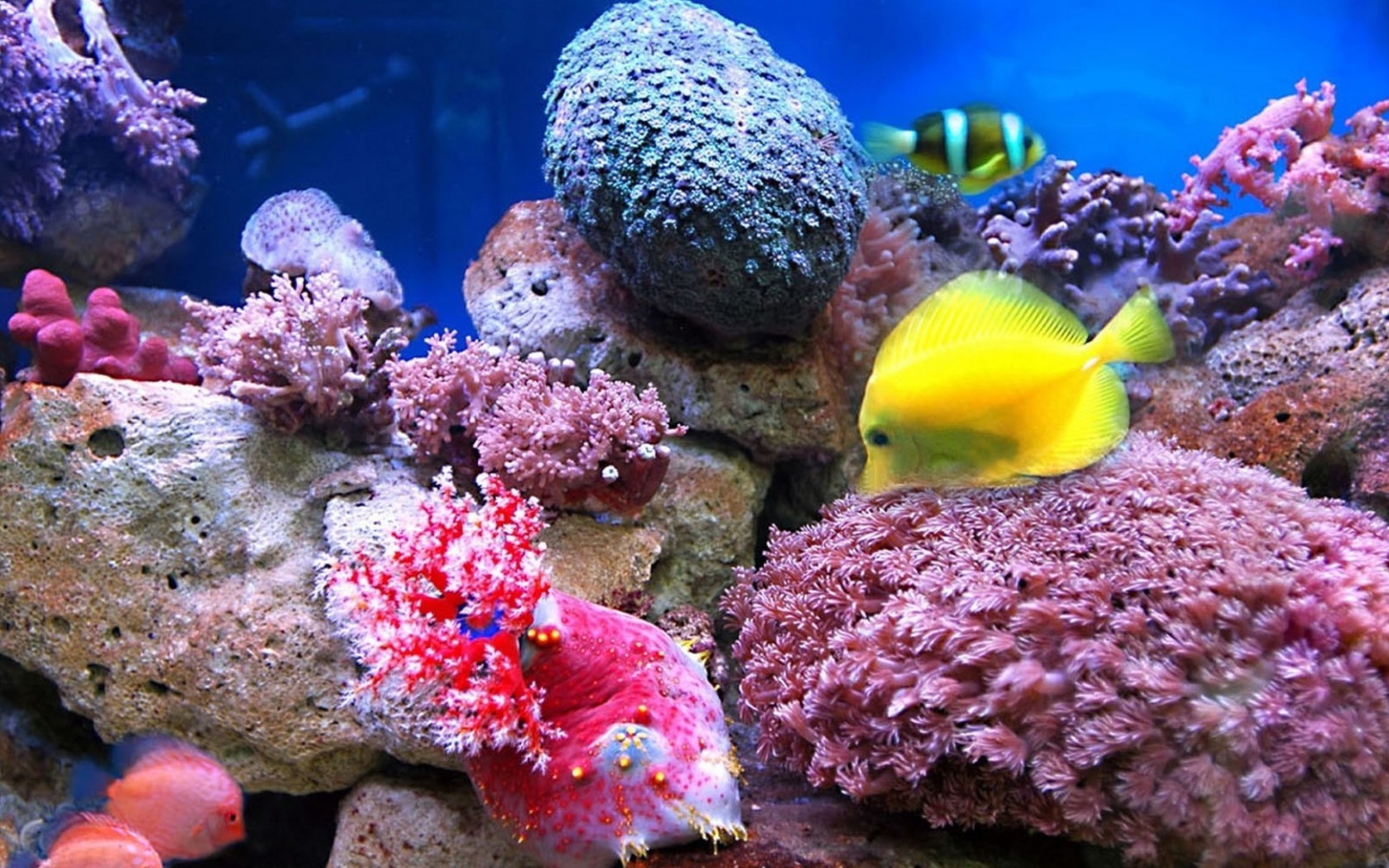 Colorful marine fishes in aquarium wallpaper 1680x1050