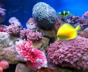Fondo de pantalla Colorful marine fishes in aquarium 176x144