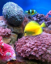 Das Colorful marine fishes in aquarium Wallpaper 176x220