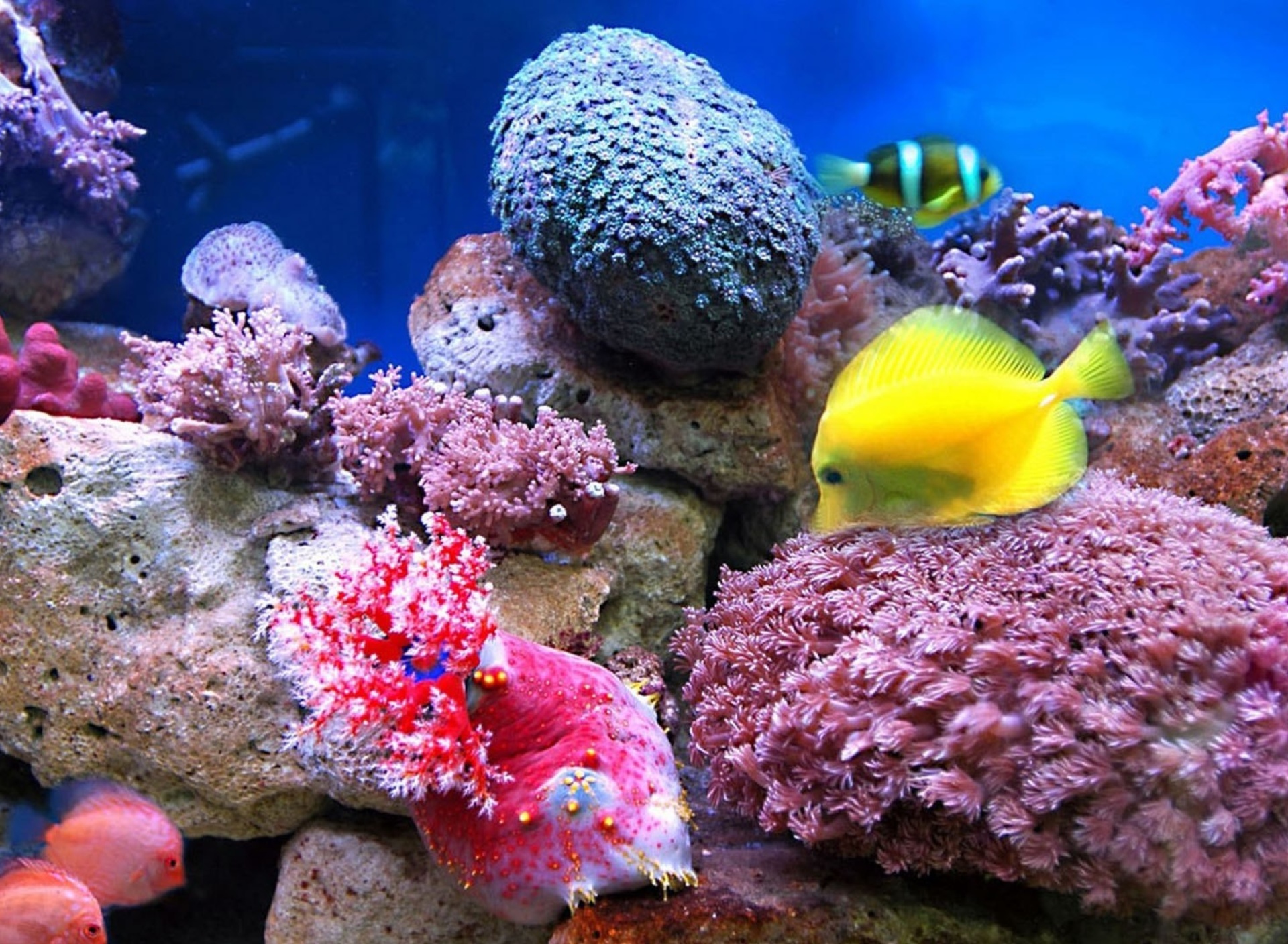 Colorful marine fishes in aquarium wallpaper 1920x1408