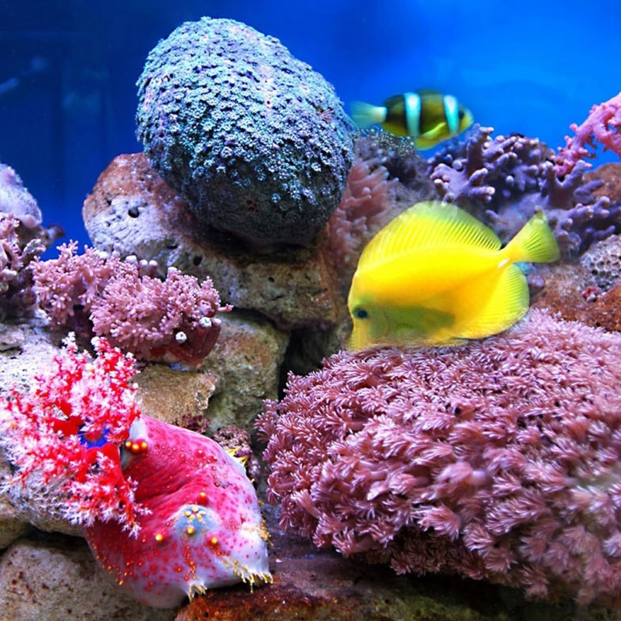Fondo de pantalla Colorful marine fishes in aquarium 2048x2048