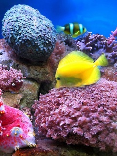 Colorful marine fishes in aquarium wallpaper 240x320