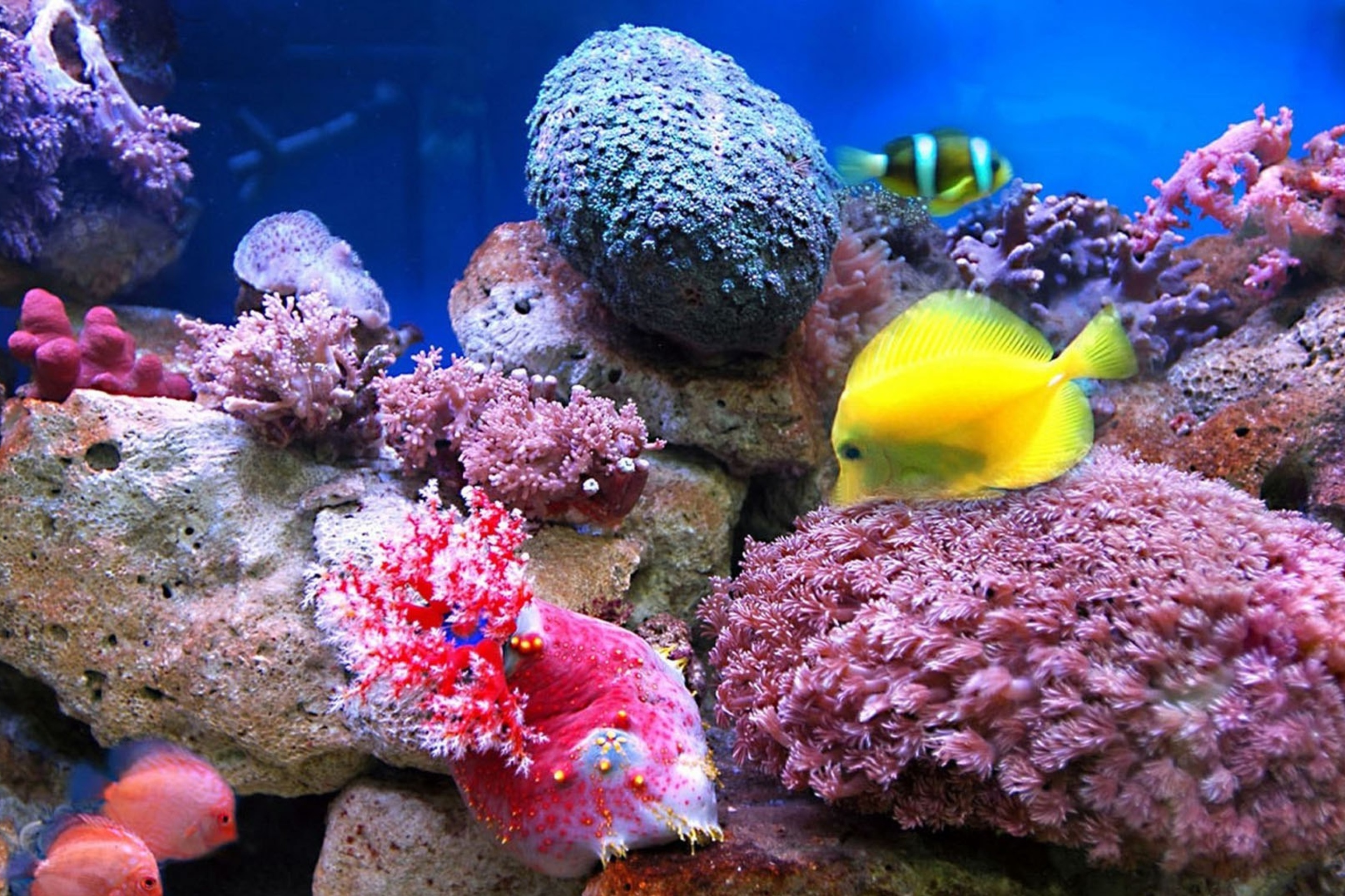 Colorful marine fishes in aquarium screenshot #1 2880x1920