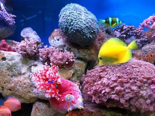Das Colorful marine fishes in aquarium Wallpaper 320x240