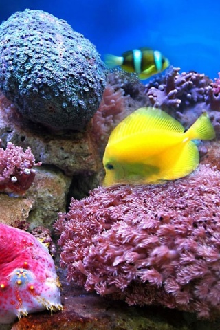 Screenshot №1 pro téma Colorful marine fishes in aquarium 320x480