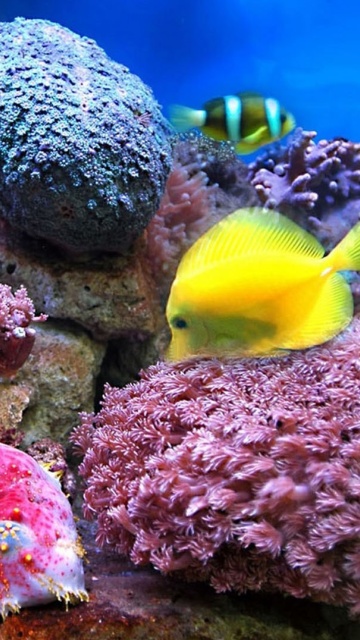 Colorful marine fishes in aquarium wallpaper 360x640