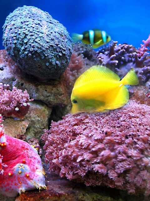 Colorful marine fishes in aquarium screenshot #1 480x640