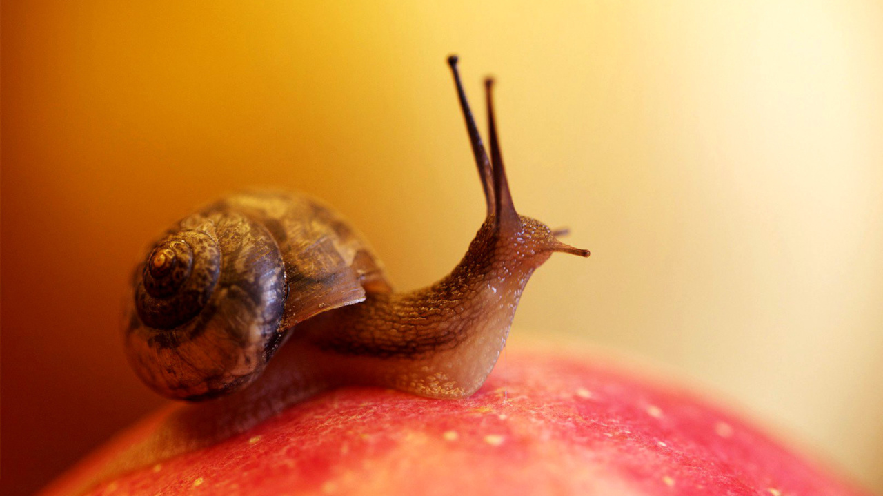 Macro Snail wallpaper 1280x720