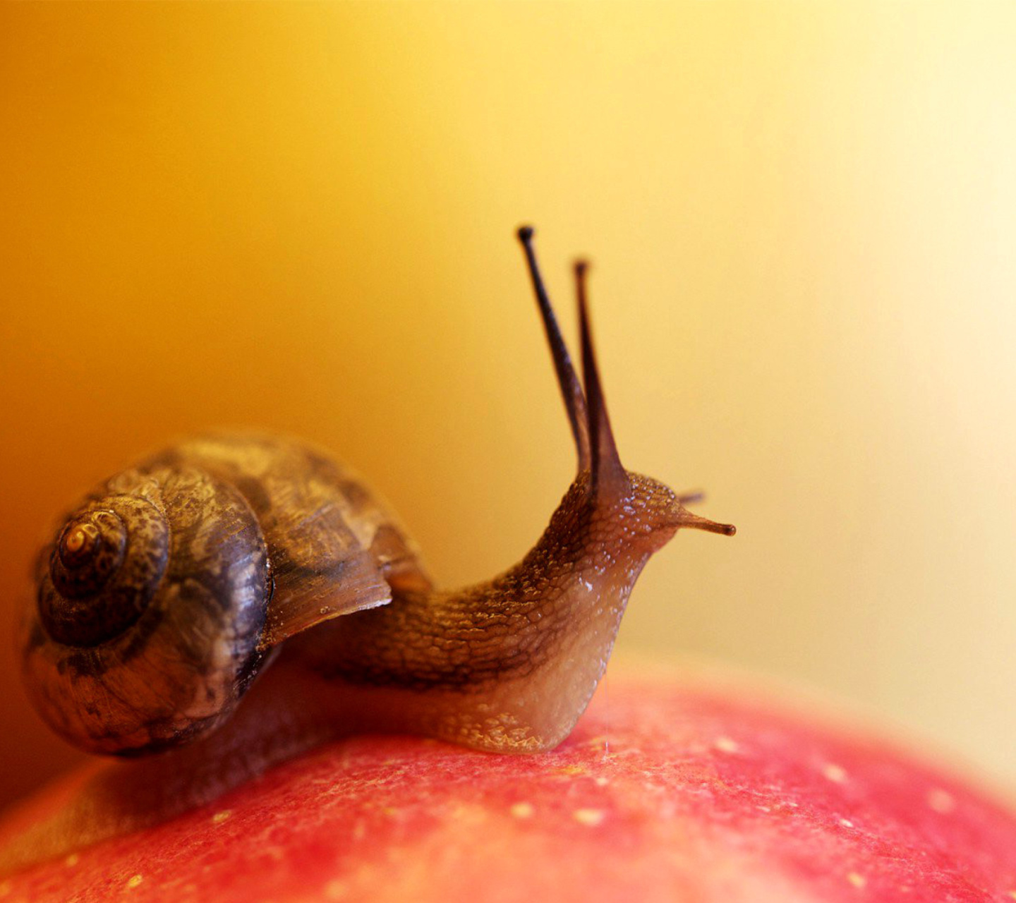 Das Macro Snail Wallpaper 1440x1280