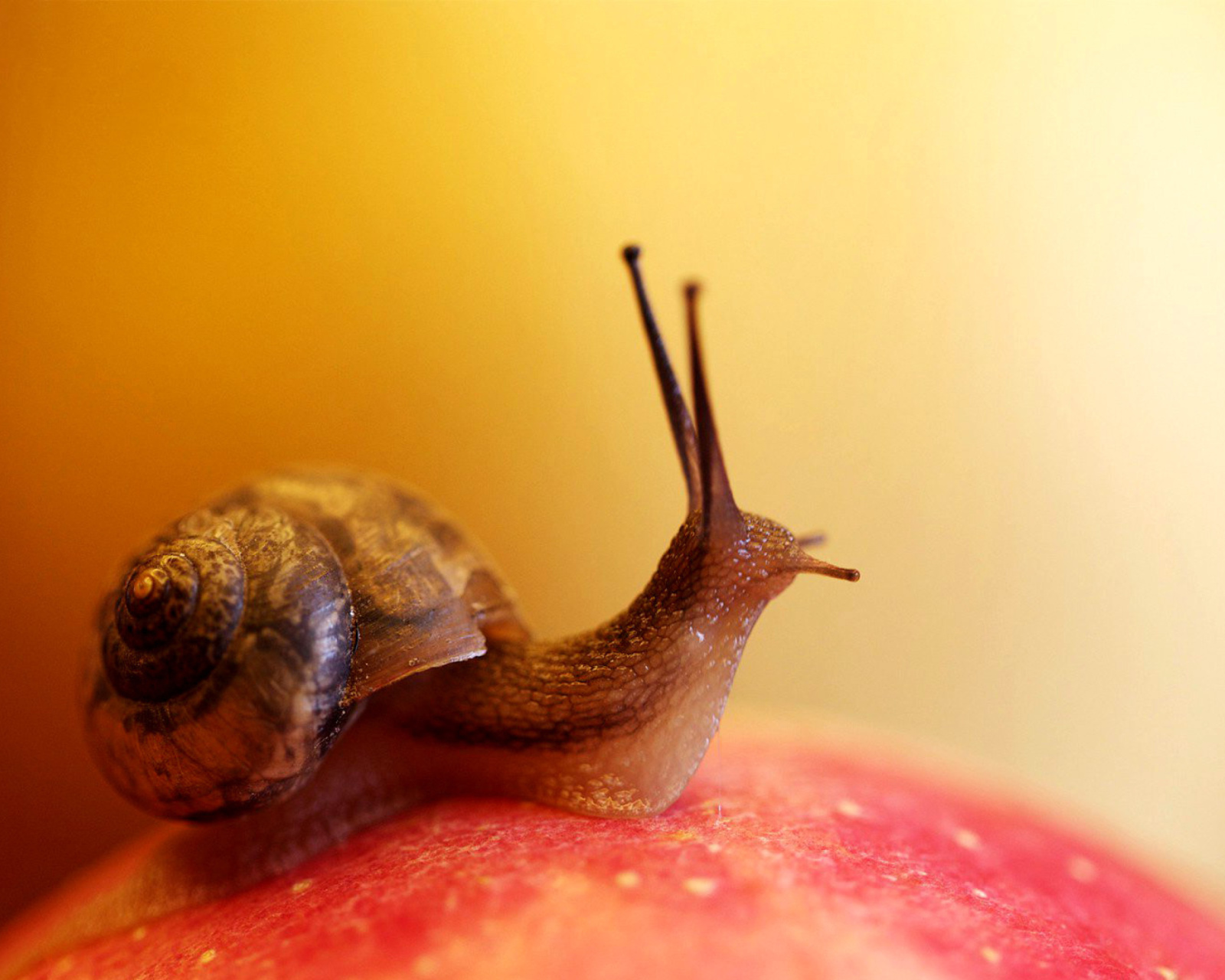 Macro Snail wallpaper 1600x1280