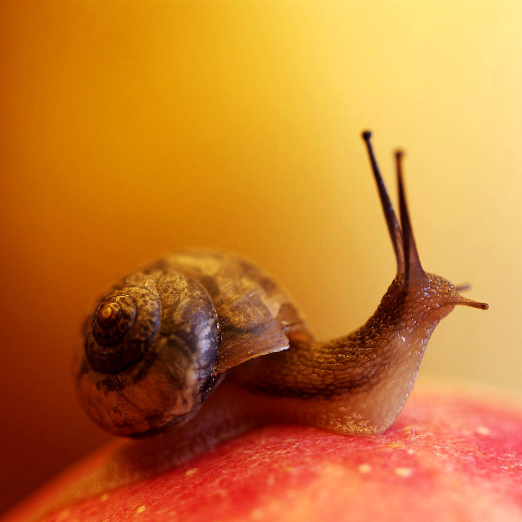 Macro Snail wallpaper 2048x2048