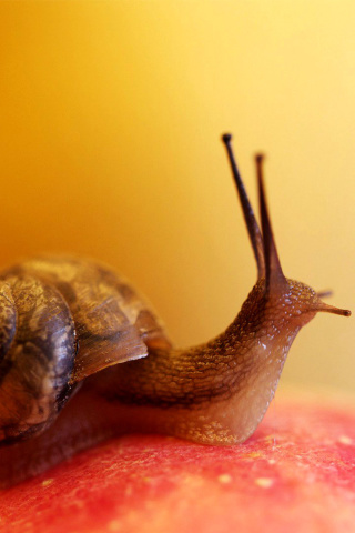 Macro Snail wallpaper 320x480