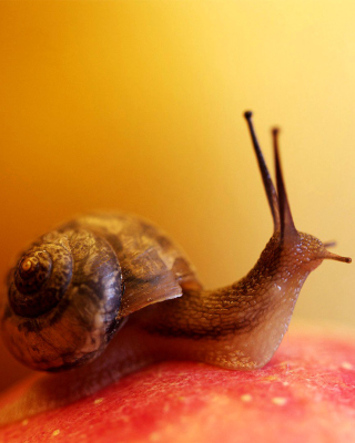 Macro Snail sfondi gratuiti per iPhone 6 Plus