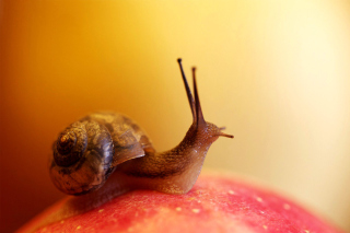 Macro Snail Picture for Android, iPhone and iPad