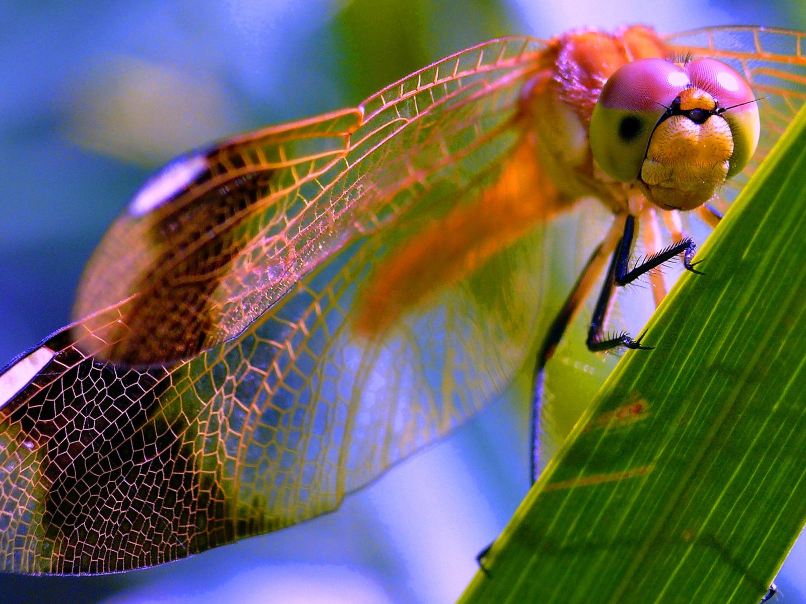 Fondo de pantalla Dragonfly 1600x1200