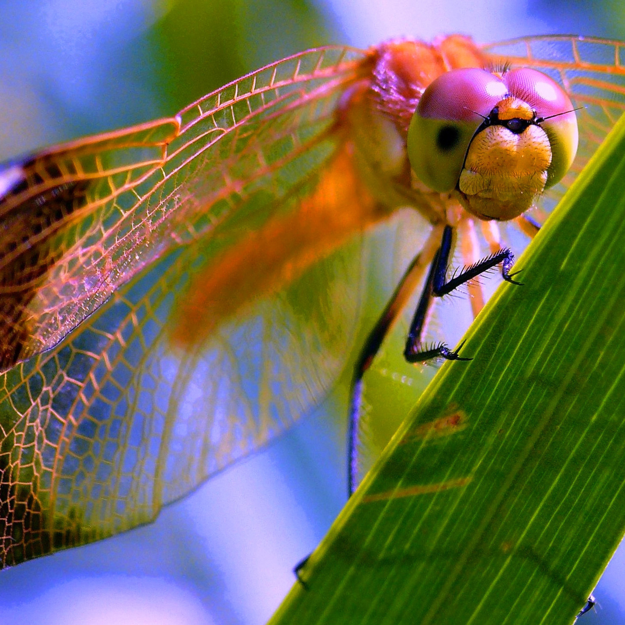 Dragonfly wallpaper 2048x2048