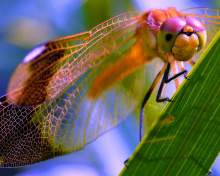 Fondo de pantalla Dragonfly 220x176