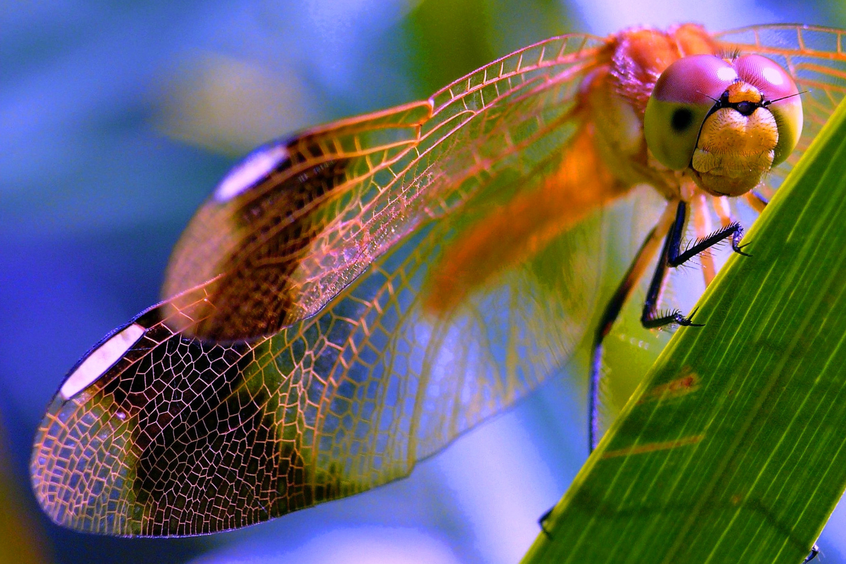 Fondo de pantalla Dragonfly 2880x1920