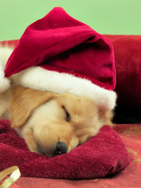 Das Christmas Dog Wallpaper 480x640