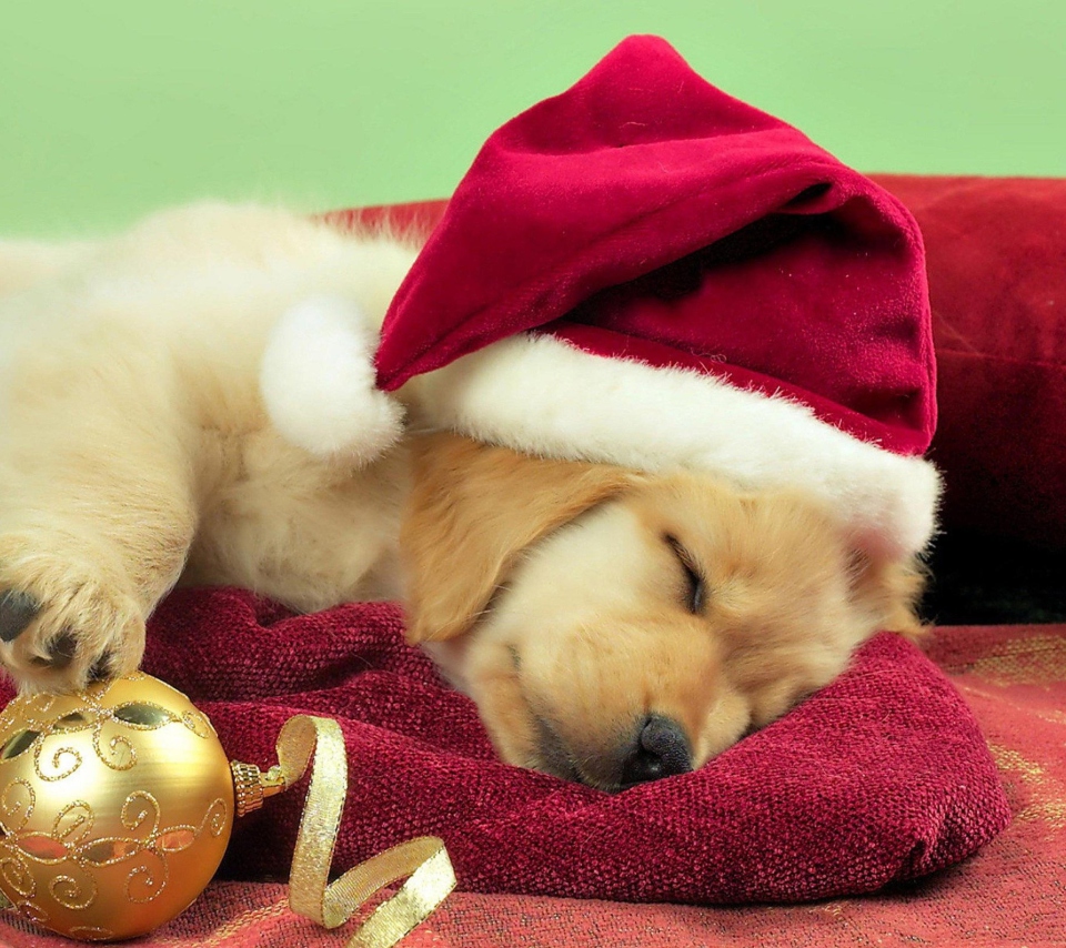 Christmas Dog wallpaper 960x854