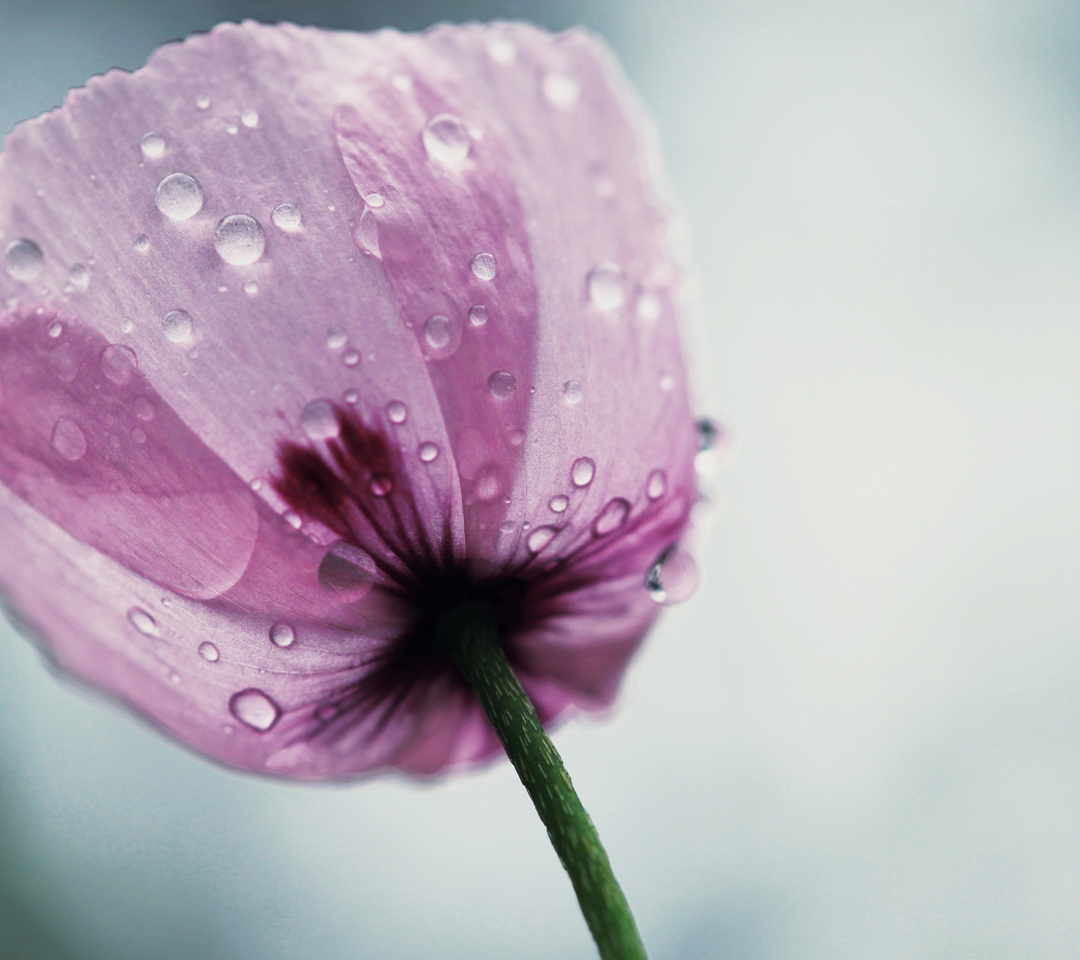 Обои Dew Drops On Flower Petals 1080x960
