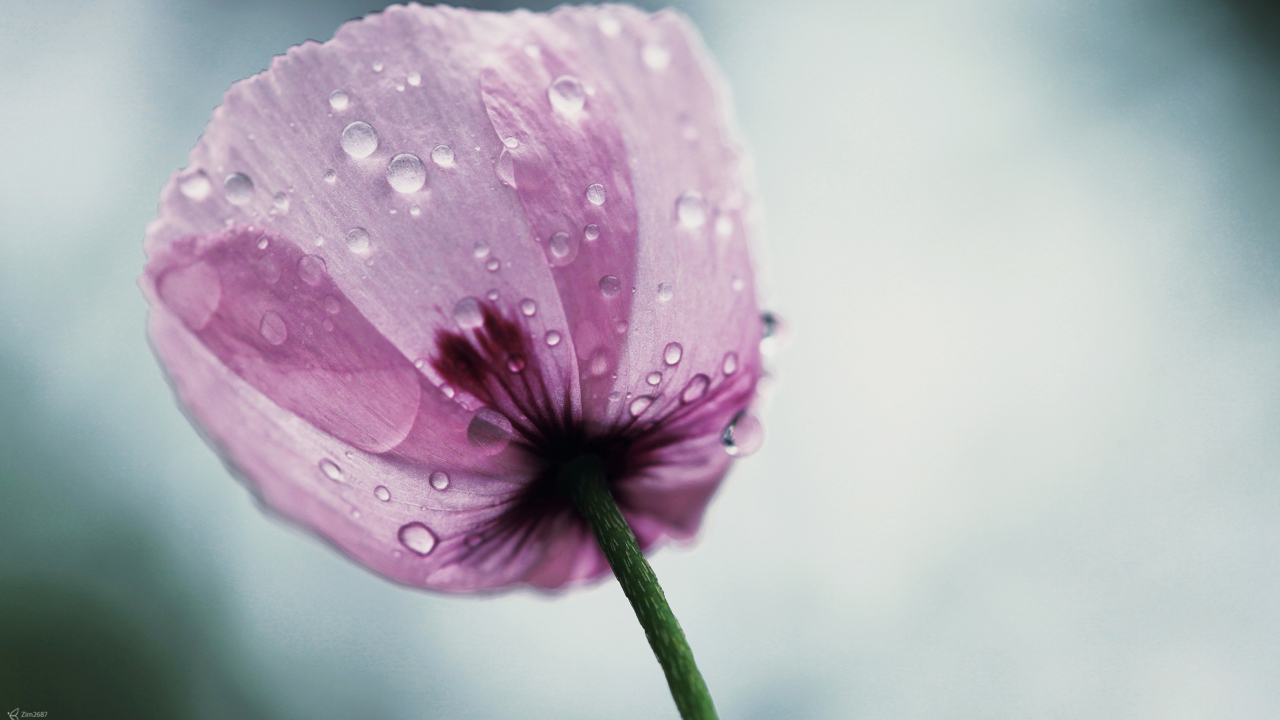 Fondo de pantalla Dew Drops On Flower Petals 1280x720