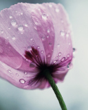 Обои Dew Drops On Flower Petals 128x160