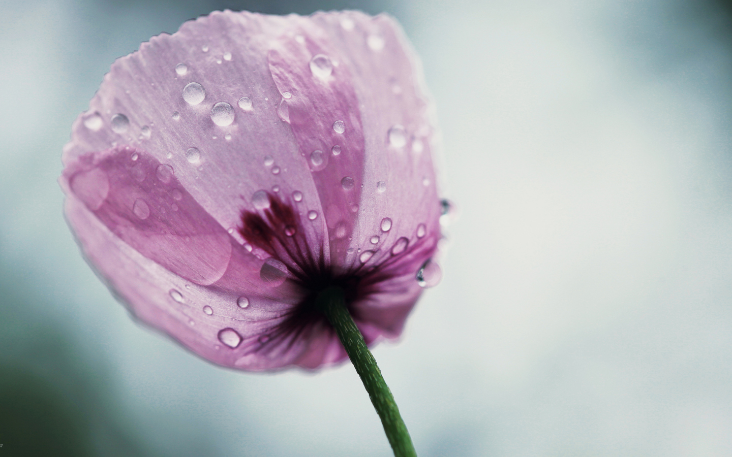 Das Dew Drops On Flower Petals Wallpaper 1440x900