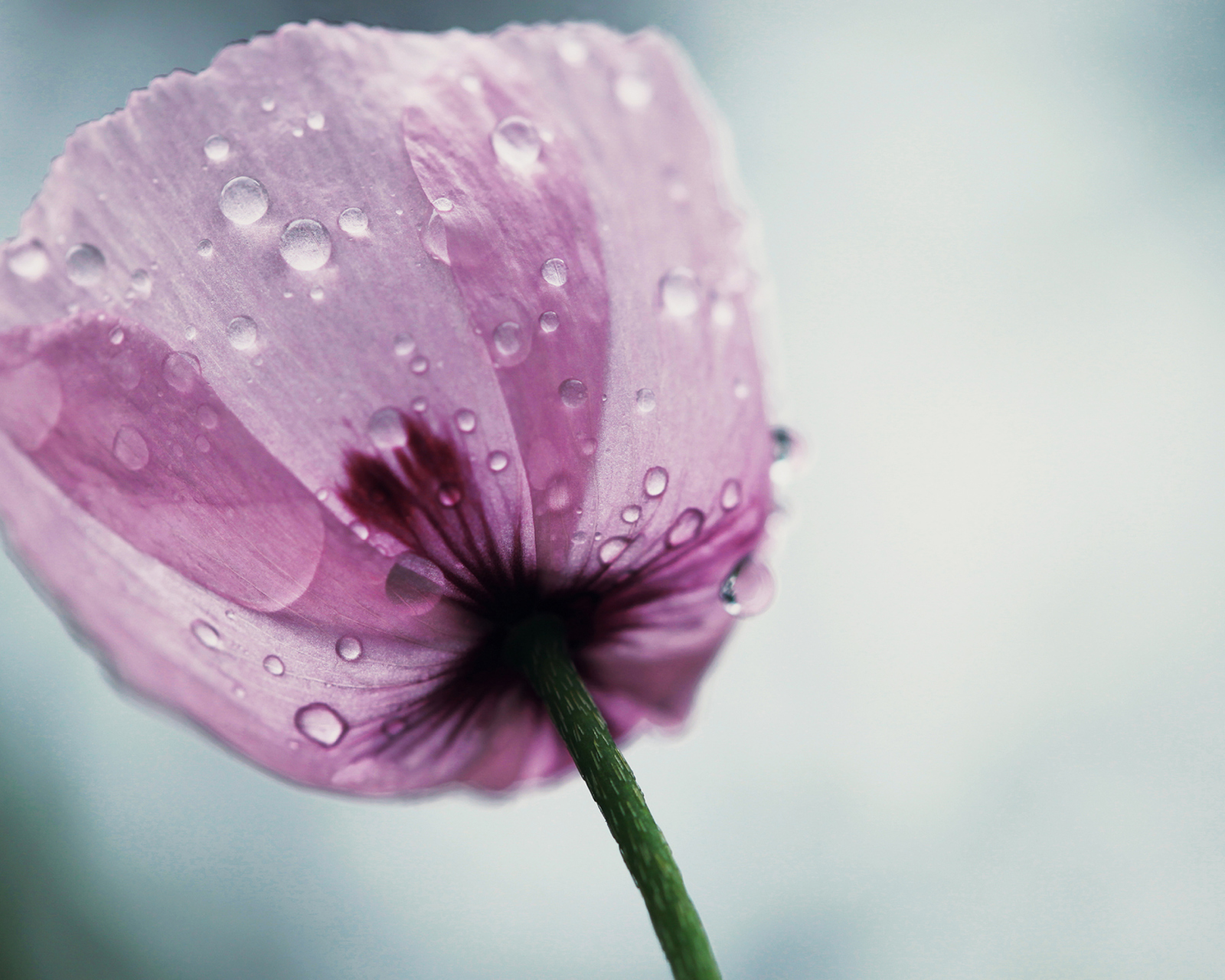 Обои Dew Drops On Flower Petals 1600x1280