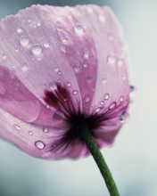 Dew Drops On Flower Petals screenshot #1 176x220