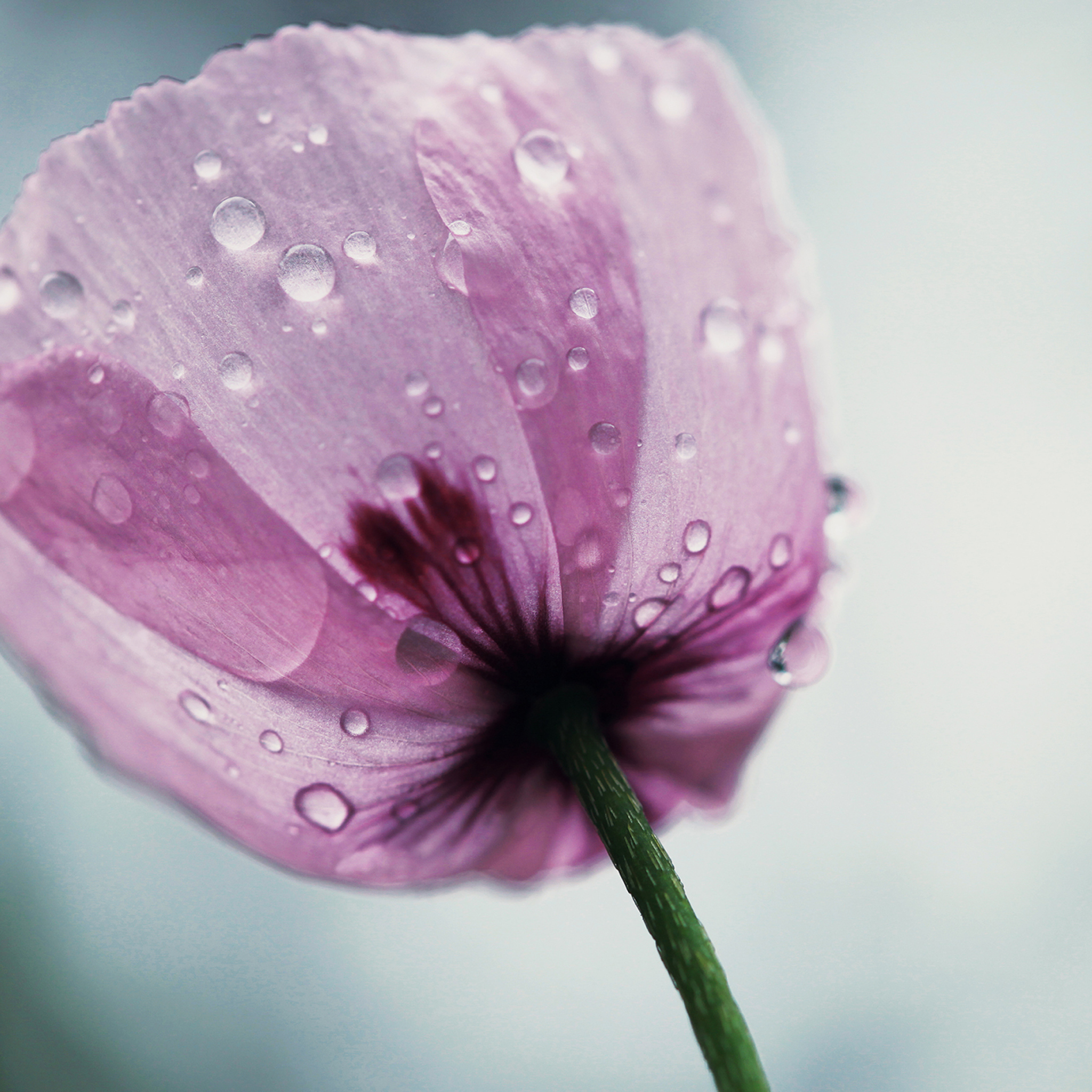 Dew Drops On Flower Petals screenshot #1 2048x2048