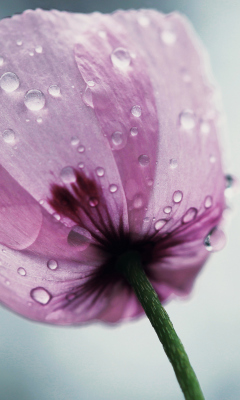 Das Dew Drops On Flower Petals Wallpaper 240x400