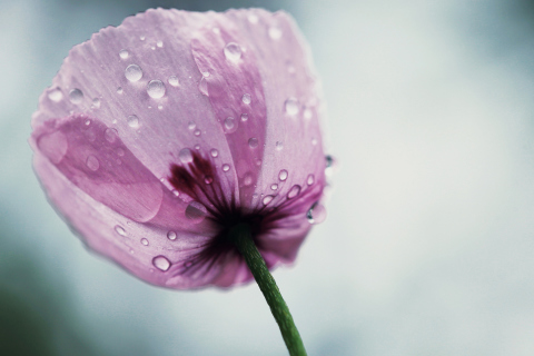 Обои Dew Drops On Flower Petals 480x320