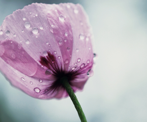 Dew Drops On Flower Petals wallpaper 480x400