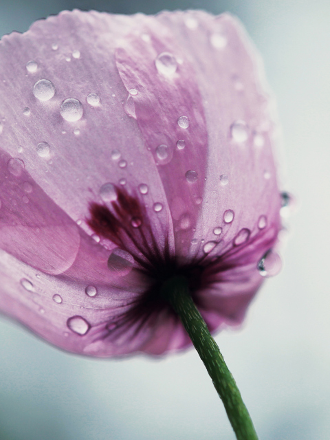 Screenshot №1 pro téma Dew Drops On Flower Petals 480x640