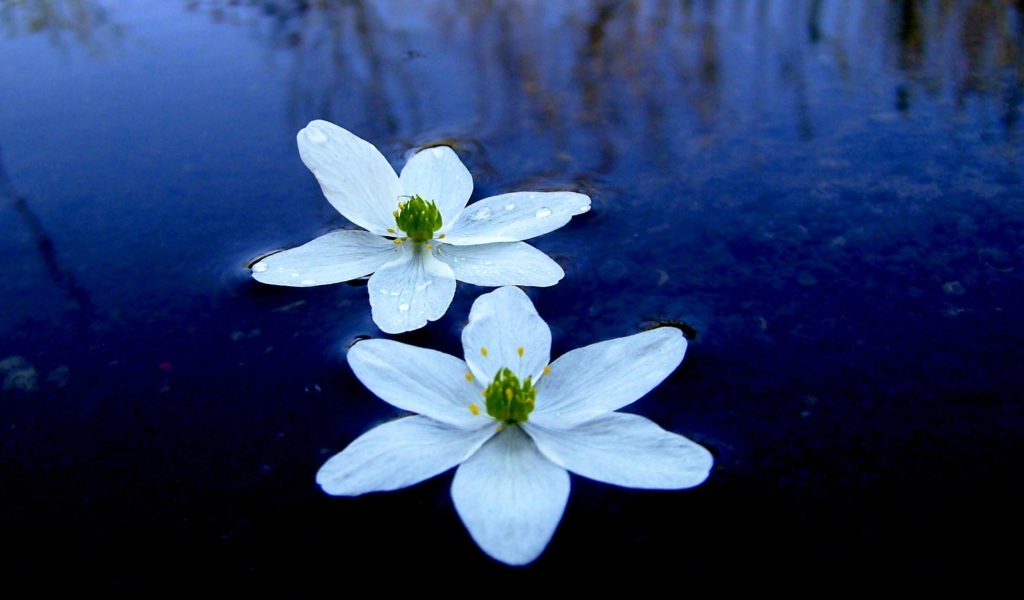 Fondo de pantalla Water Lilies 1024x600
