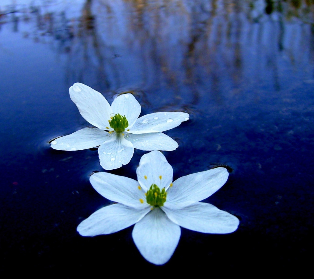 Water Lilies wallpaper 1080x960