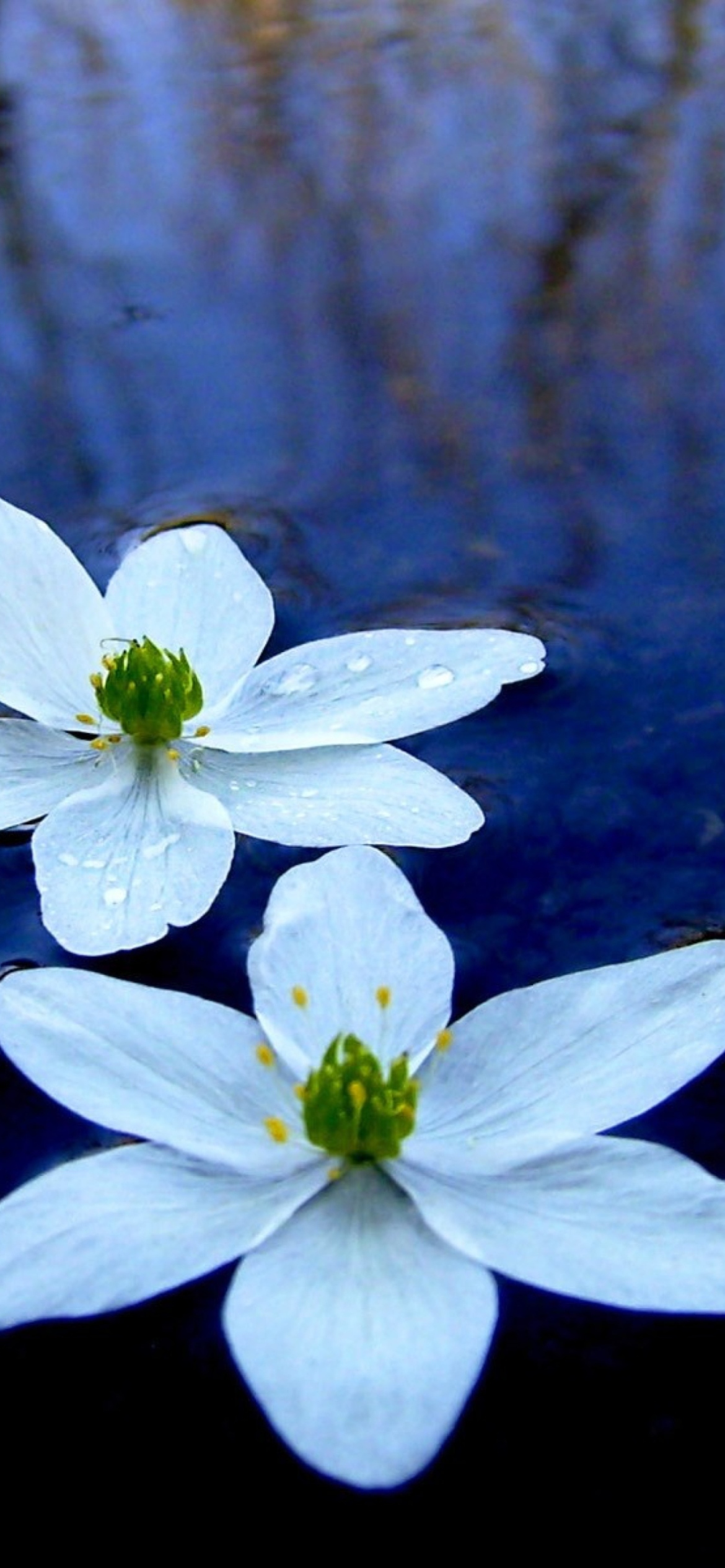 Fondo de pantalla Water Lilies 1170x2532
