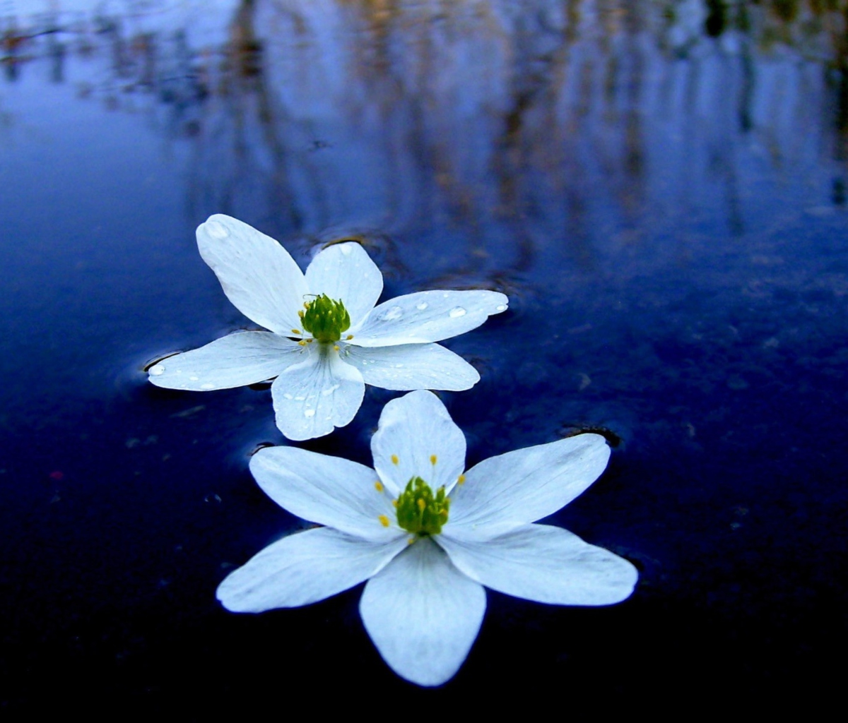 Обои Water Lilies 1200x1024