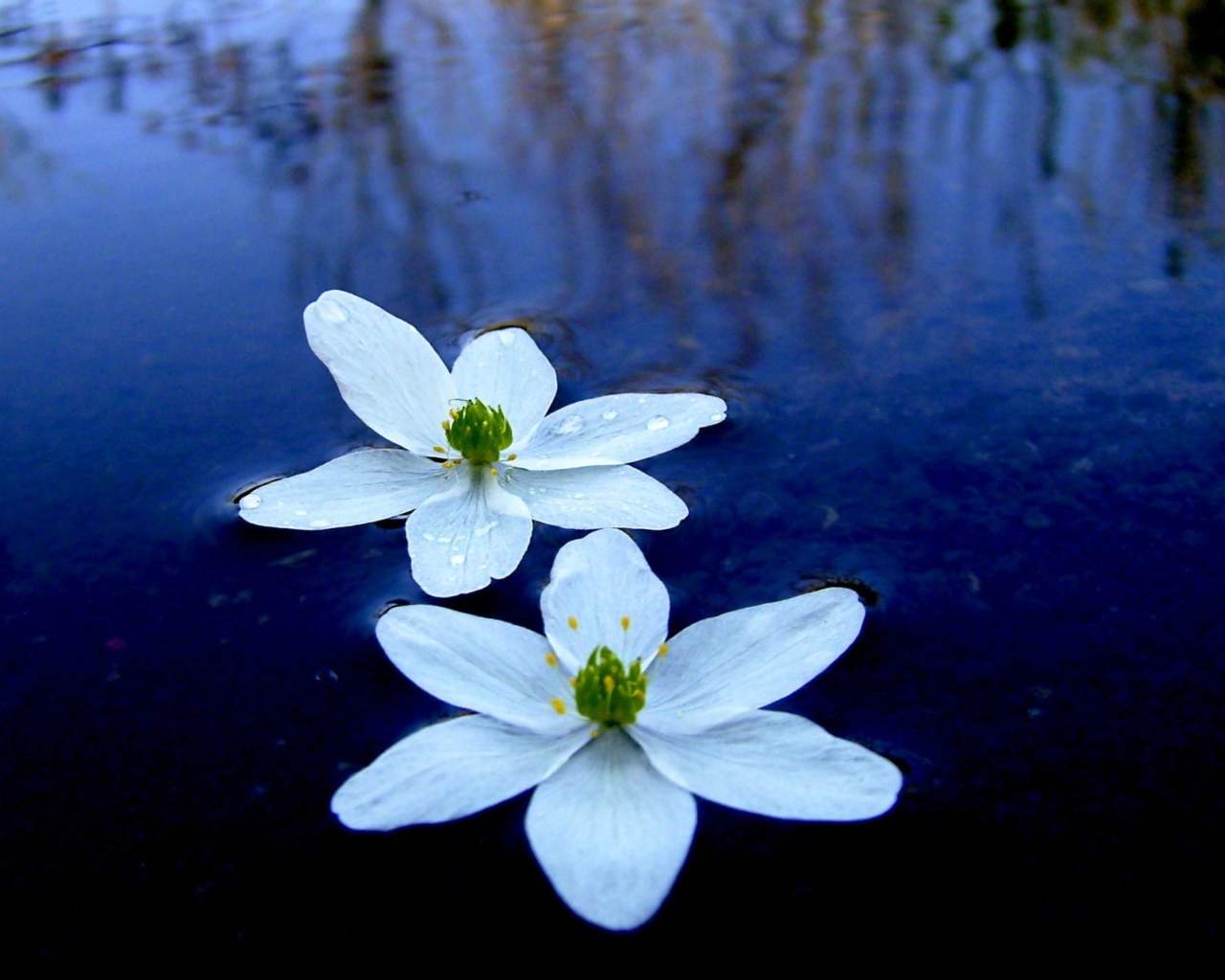 Обои Water Lilies 1280x1024