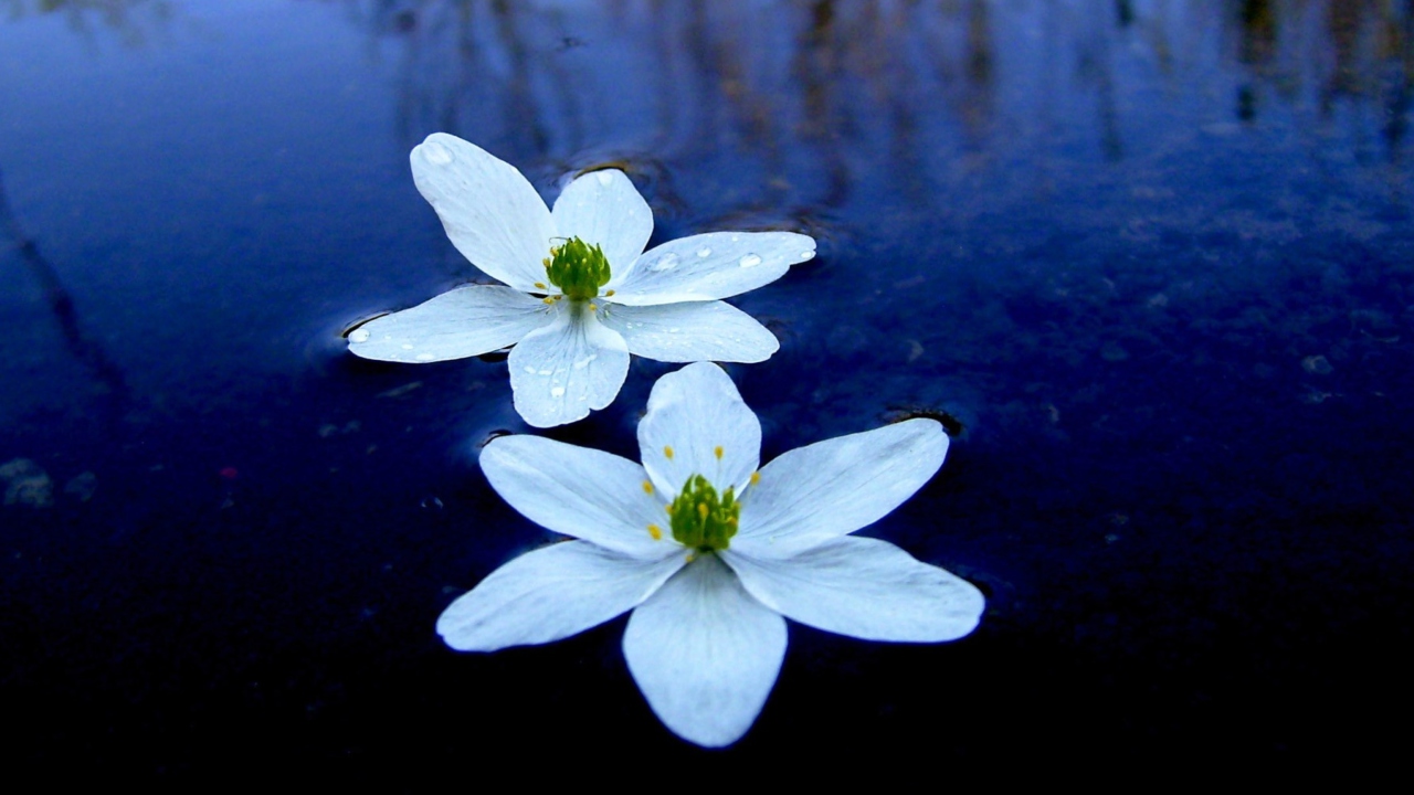 Fondo de pantalla Water Lilies 1280x720