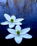 Обои Water Lilies 128x160