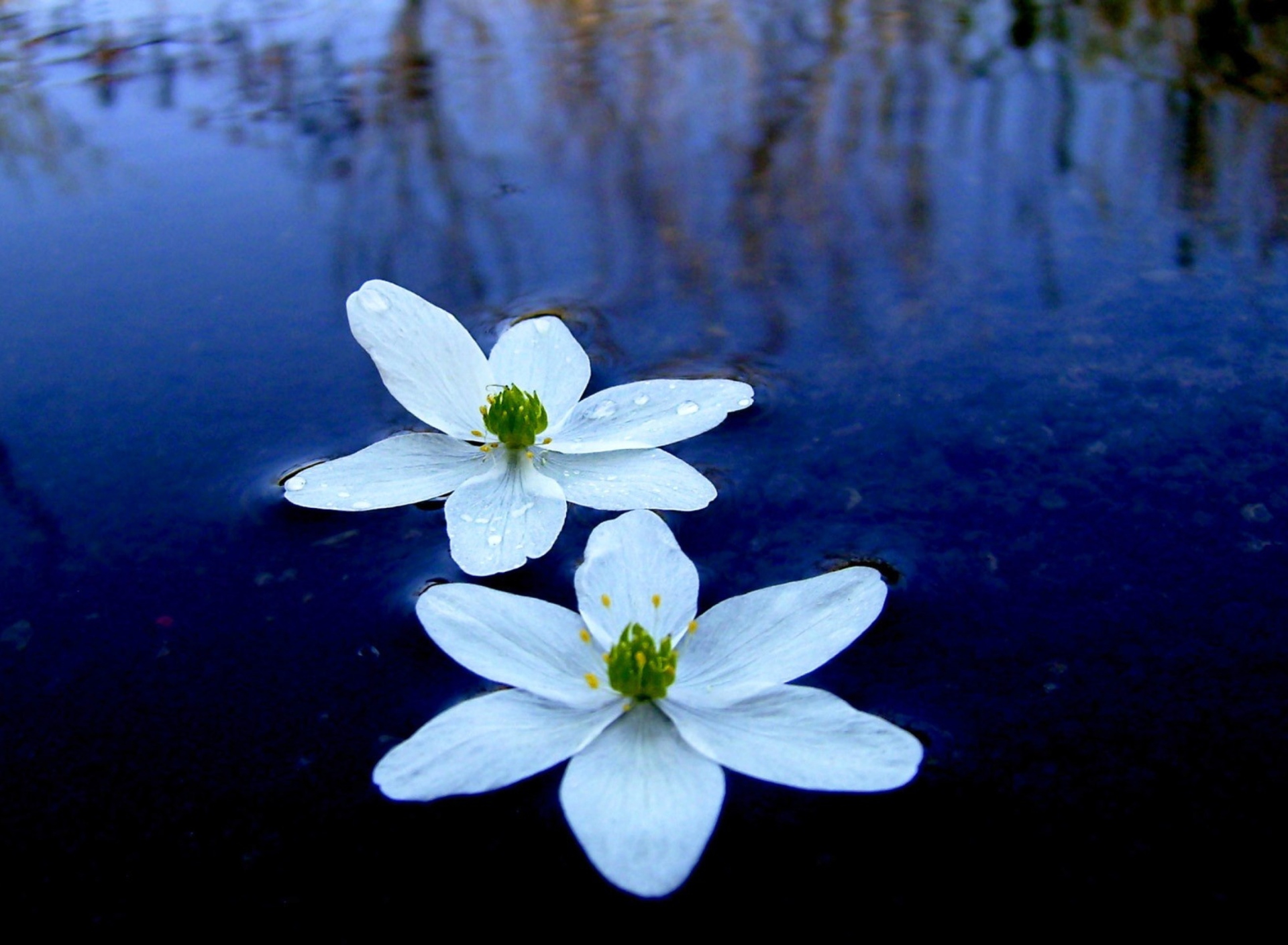 Обои Water Lilies 1920x1408
