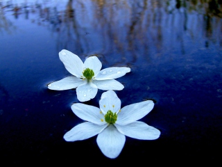 Fondo de pantalla Water Lilies 320x240