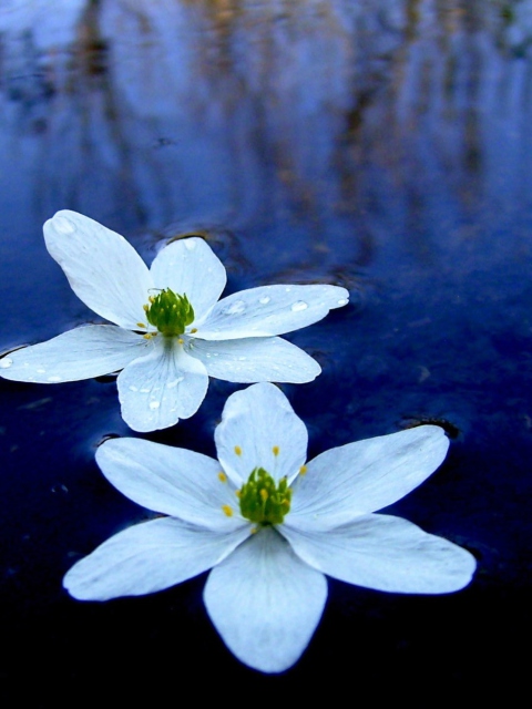 Обои Water Lilies 480x640